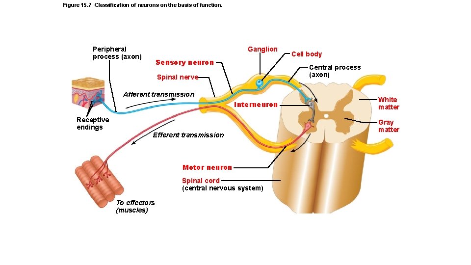 Figure 15. 7 Classification of neurons on the basis of function. Ganglion Peripheral process