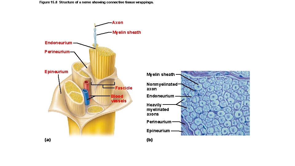Figure 15. 8 Structure of a nerve showing connective tissue wrappings. Axon Myelin sheath