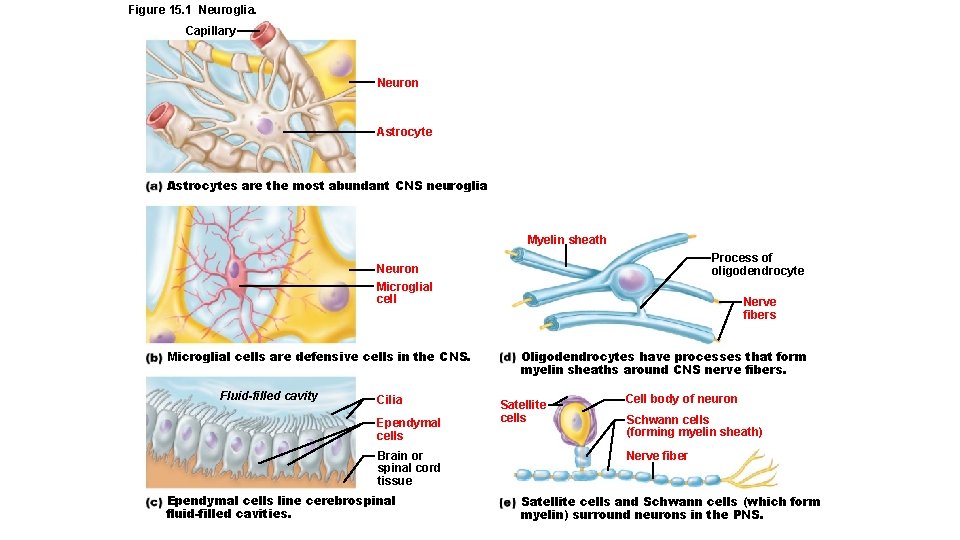 Figure 15. 1 Neuroglia. Capillary Neuron Astrocytes are the most abundant CNS neuroglia Myelin