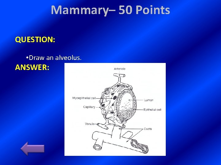 Mammary– 50 Points QUESTION: • Draw an alveolus. ANSWER: 