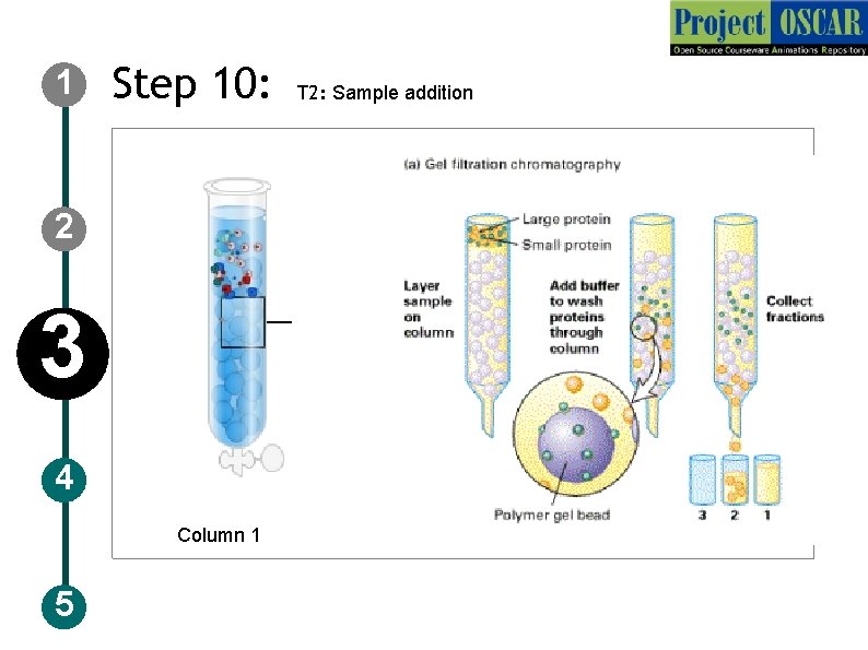 1 Step 10: 2 3 4 Column 1 5 T 2: Sample addition 