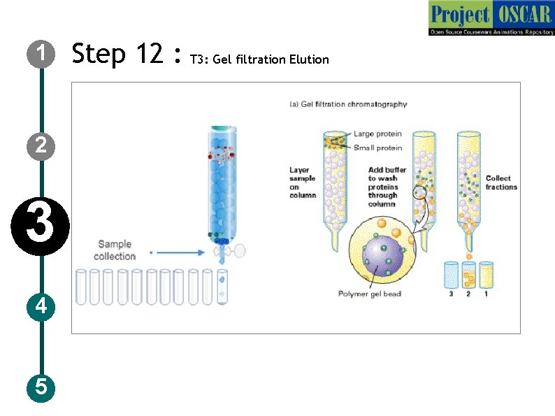 1 2 3 4 5 Step 12 : T 3: Gel filtration Elution 