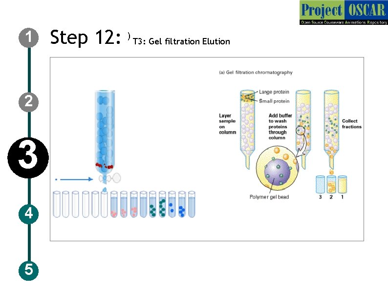1 2 3 4 5 Step 12: ) T 3: Gel filtration Elution 