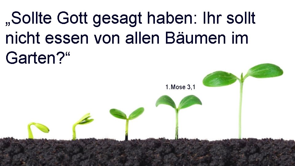 „Sollte Gott gesagt haben: Ihr sollt nicht essen von allen Bäumen im Garten? “