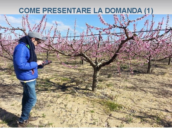 COME PRESENTARE LA DOMANDA (1) 10 N 