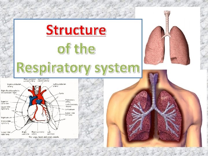 Structure of the Respiratory system 