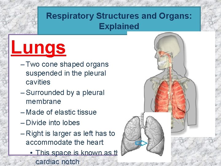 Respiratory Structures and Organs: Explained Lungs – Two cone shaped organs suspended in the Respiratory Structures and Organs: Explained Lungs – Two cone shaped organs suspended in the