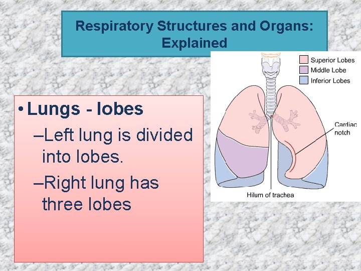 Respiratory Structures and Organs: Explained • Lungs - lobes –Left lung is divided into