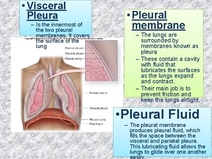 • Visceral Pleura – Is the innermost of the two pleural membranes. It • Visceral Pleura – Is the innermost of the two pleural membranes. It