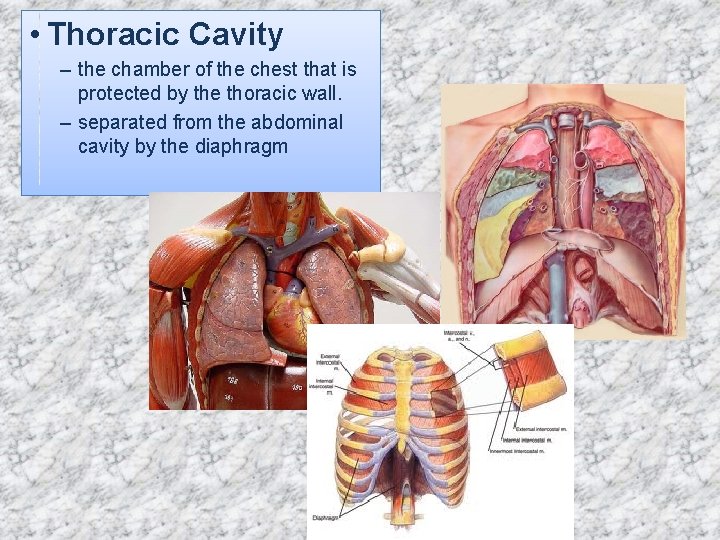  • Thoracic Cavity – the chamber of the chest that is protected by