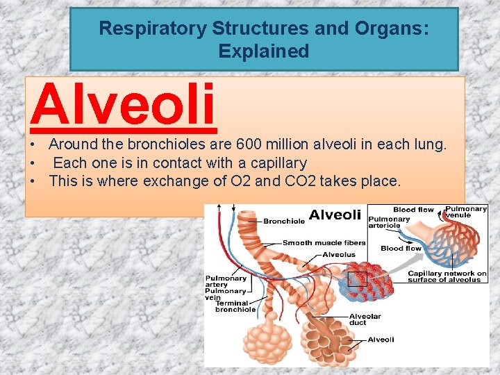 Respiratory Structures and Organs: Explained Alveoli • Around the bronchioles are 600 million alveoli Respiratory Structures and Organs: Explained Alveoli • Around the bronchioles are 600 million alveoli