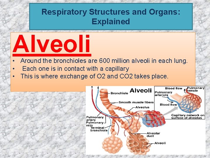 Respiratory Structures and Organs: Explained Alveoli • Around the bronchioles are 600 million alveoli