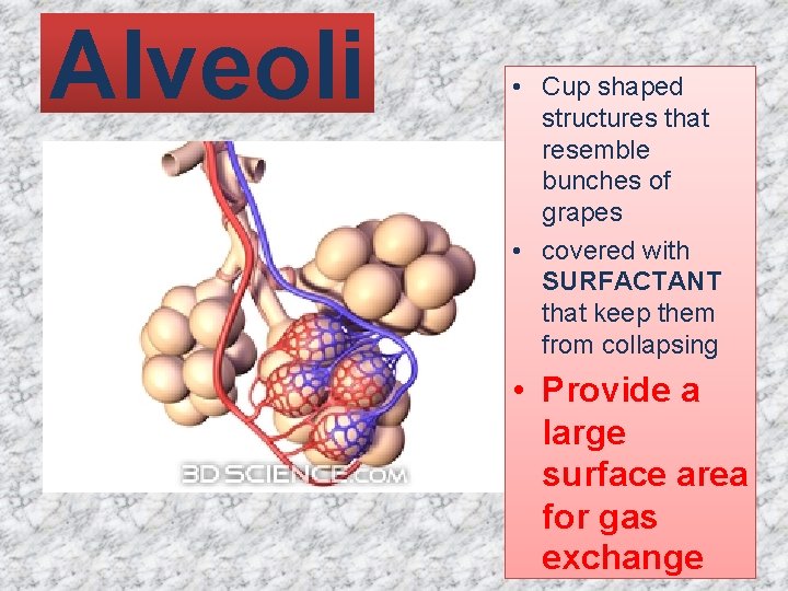 Alveoli • Cup shaped structures that resemble bunches of grapes • covered with SURFACTANT Alveoli • Cup shaped structures that resemble bunches of grapes • covered with SURFACTANT