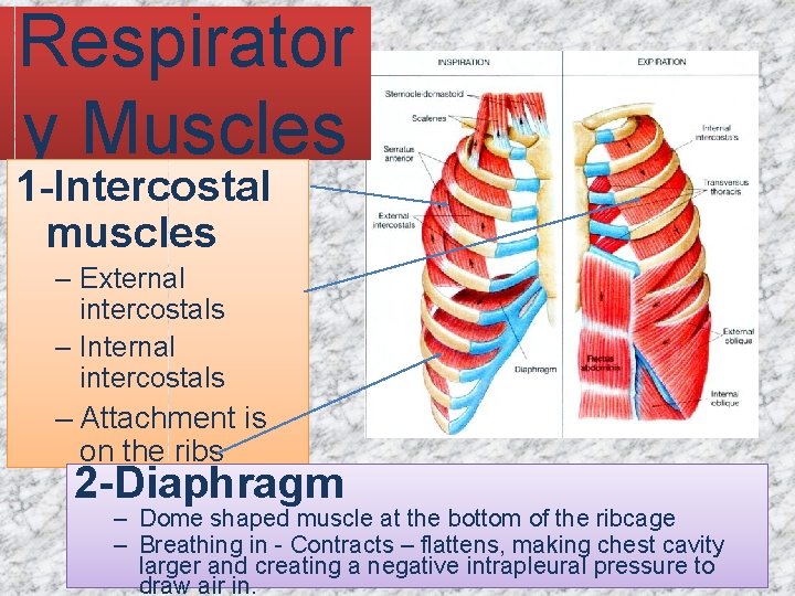 Respirator y Muscles 1 -Intercostal muscles – External intercostals – Internal intercostals – Attachment Respirator y Muscles 1 -Intercostal muscles – External intercostals – Internal intercostals – Attachment