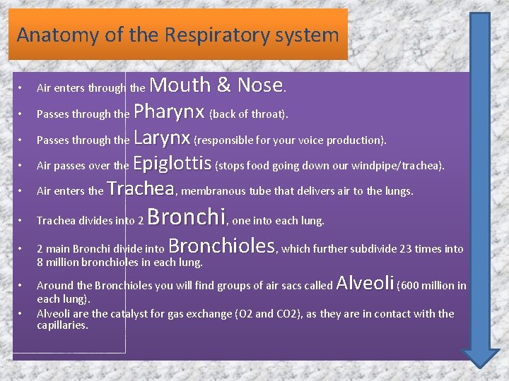 Anatomy of the Respiratory system • Mouth & Nose. Passes through the Pharynx (back