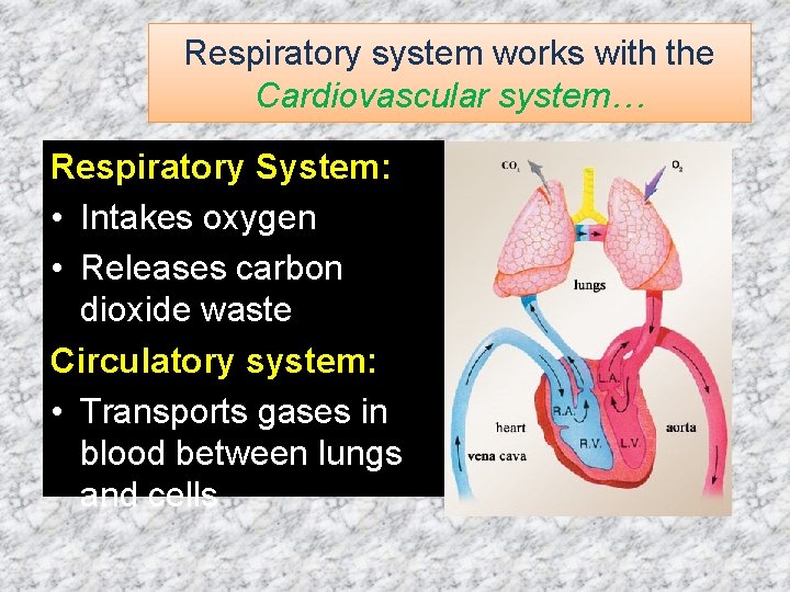 Respiratory system works with the Cardiovascular system… Respiratory System: • Intakes oxygen • Releases