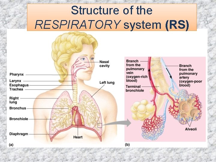 Structure of the RESPIRATORY system (RS) Structure of the RESPIRATORY system (RS)