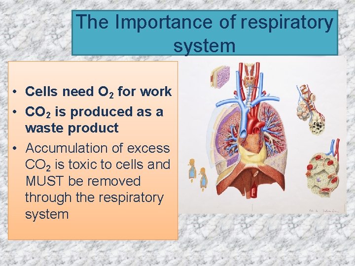 The Importance of respiratory system • Cells need O 2 for work • CO