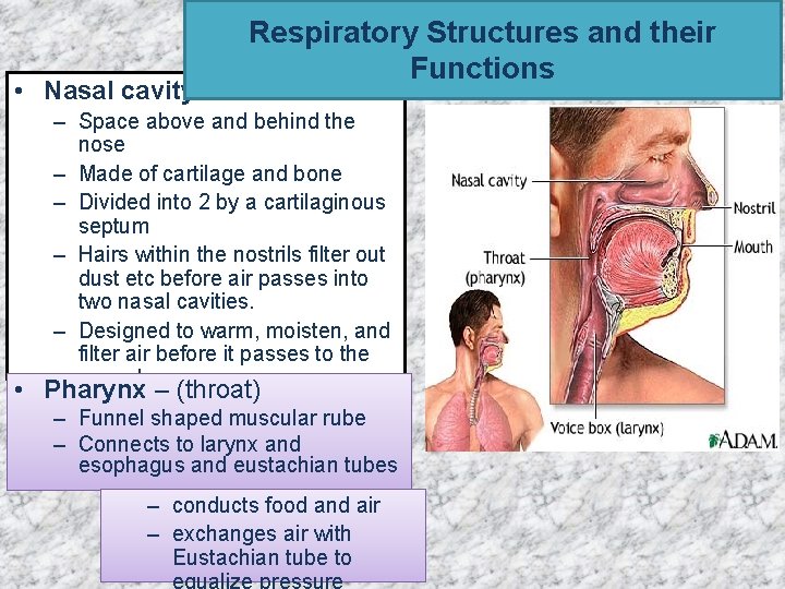 • Nasal cavity Respiratory Structures and their Functions – Space above and behind • Nasal cavity Respiratory Structures and their Functions – Space above and behind