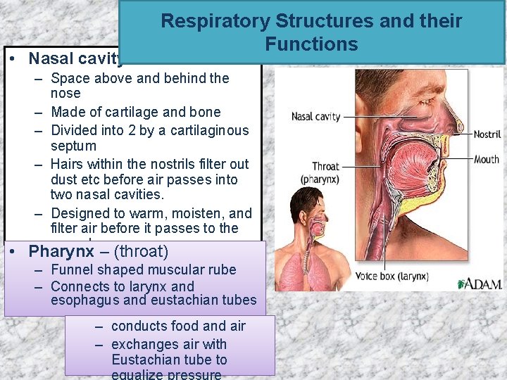  • Nasal cavity Respiratory Structures and their Functions – Space above and behind