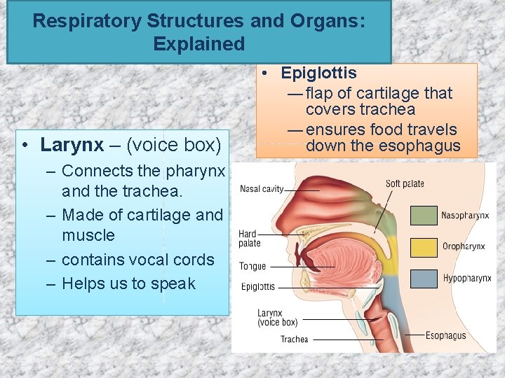 Respiratory Structures and Organs: Explained • Larynx – (voice box) – Connects the pharynx