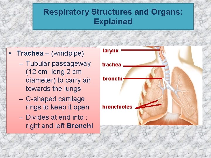 Respiratory Structures and Organs: Explained • Trachea – (windpipe) – Tubular passageway (12 cm Respiratory Structures and Organs: Explained • Trachea – (windpipe) – Tubular passageway (12 cm