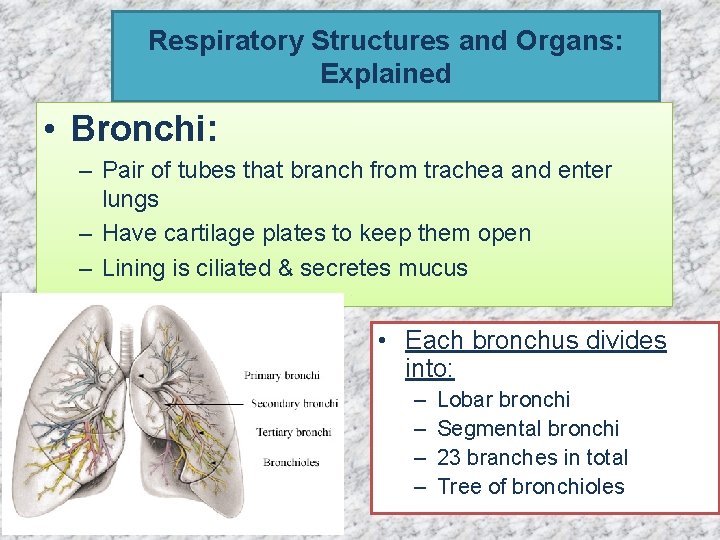 Respiratory Structures and Organs: Explained • Bronchi: – Pair of tubes that branch from Respiratory Structures and Organs: Explained • Bronchi: – Pair of tubes that branch from