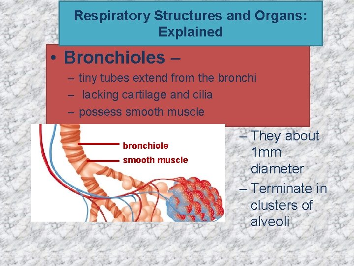 Respiratory Structures and Organs: Explained • Bronchioles – – tiny tubes extend from the