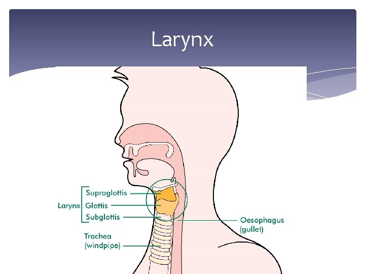 Larynx 