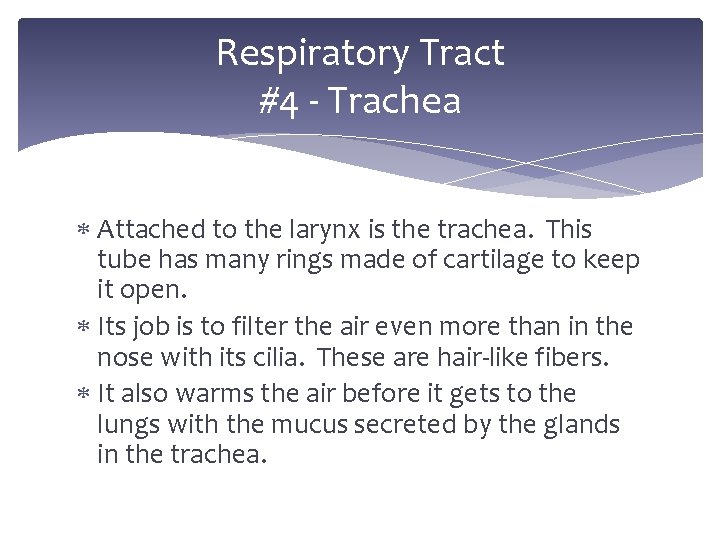 Respiratory Tract #4 - Trachea Attached to the larynx is the trachea. This tube