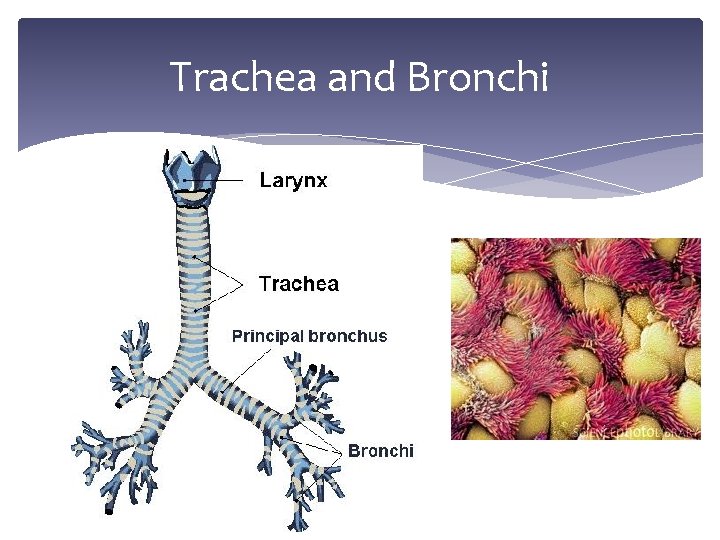 Trachea and Bronchi 