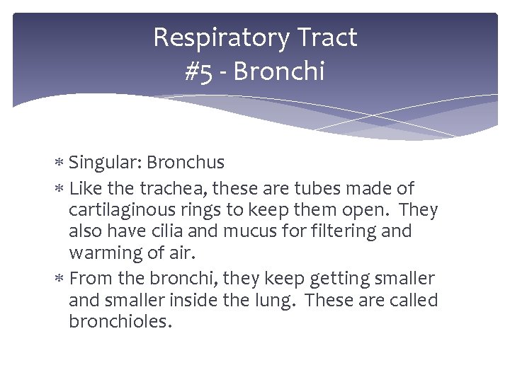 Respiratory Tract #5 - Bronchi Singular: Bronchus Like the trachea, these are tubes made