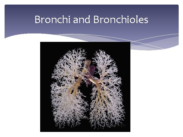 Bronchi and Bronchioles 