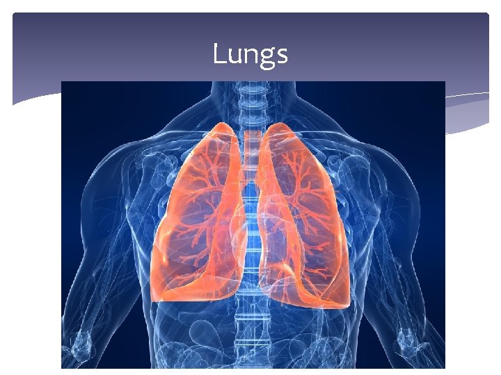 Lungs 