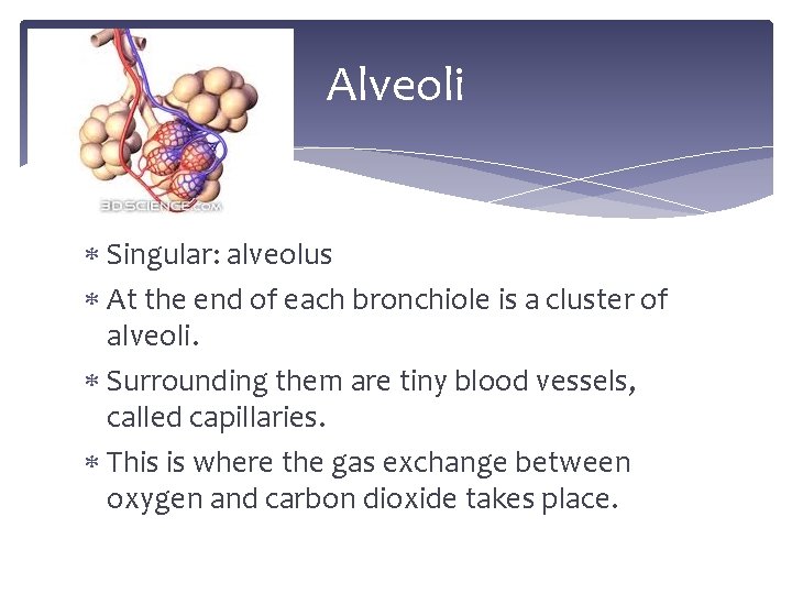 Alveoli Singular: alveolus At the end of each bronchiole is a cluster of alveoli.