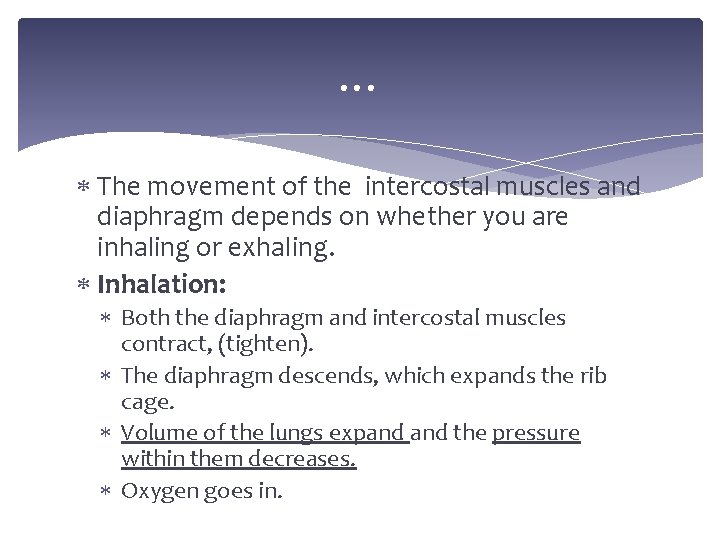 … The movement of the intercostal muscles and diaphragm depends on whether you are