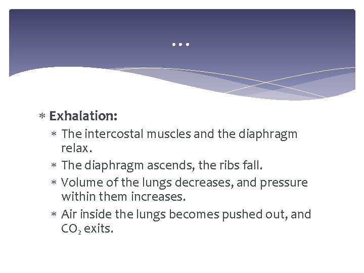 … Exhalation: The intercostal muscles and the diaphragm relax. The diaphragm ascends, the ribs