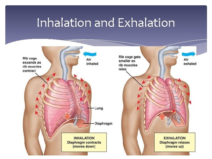 Inhalation and Exhalation 