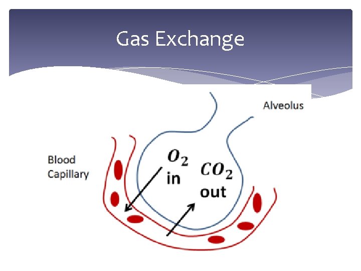 Gas Exchange 
