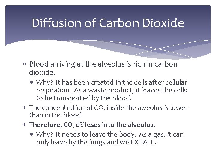 Diffusion of Carbon Dioxide Blood arriving at the alveolus is rich in carbon dioxide.