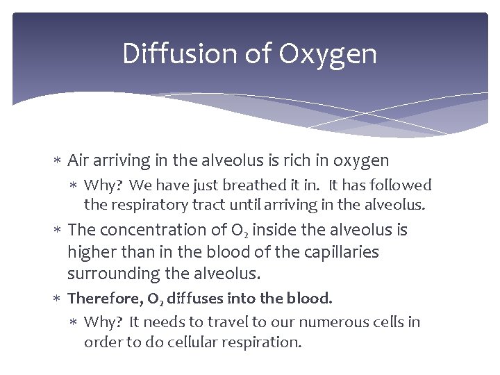 Diffusion of Oxygen Air arriving in the alveolus is rich in oxygen Why? We