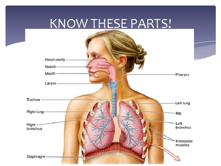 KNOW THESE PARTS! 