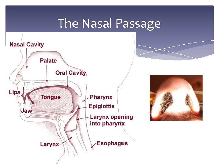The Nasal Passage 