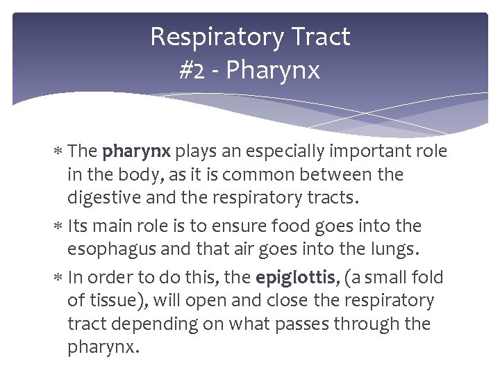 Respiratory Tract #2 - Pharynx The pharynx plays an especially important role in the
