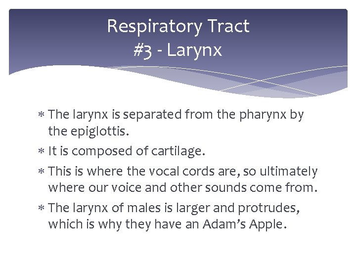 Respiratory Tract #3 - Larynx The larynx is separated from the pharynx by the