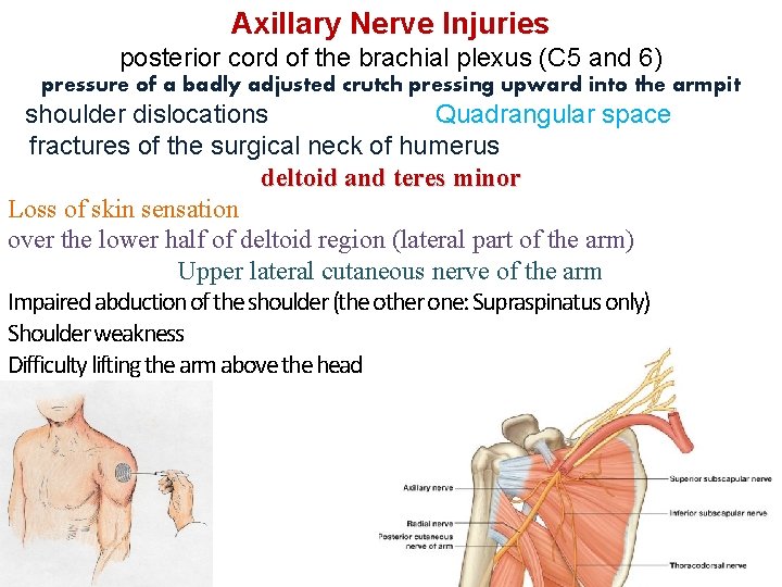 Axillary Nerve Injuries posterior cord of the brachial plexus (C 5 and 6) pressure