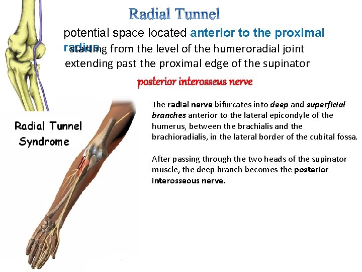 potential space located anterior to the proximal radius starting from the level of the