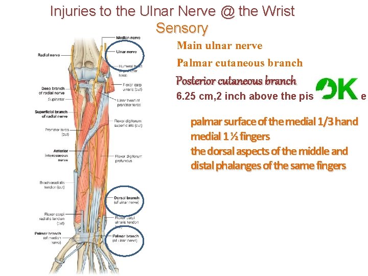 Injuries to the Ulnar Nerve @ the Wrist Sensory Main ulnar nerve Palmar cutaneous
