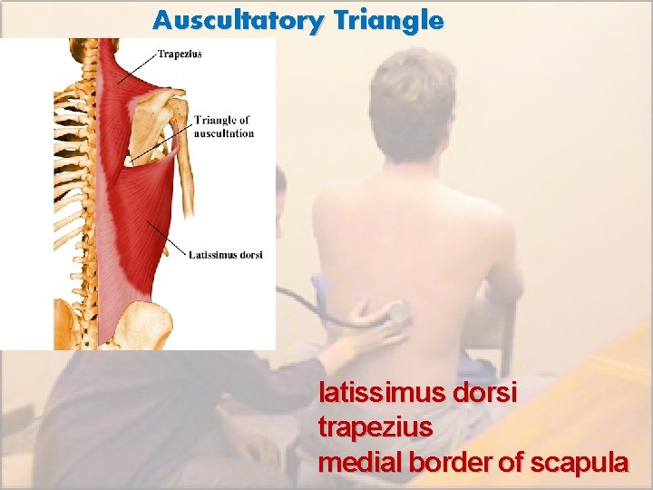 Auscultatory Triangle latissimus dorsi trapezius medial border of scapula 