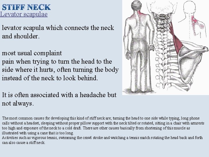 Levator scapulae levator scapula which connects the neck and shoulder. most usual complaint pain